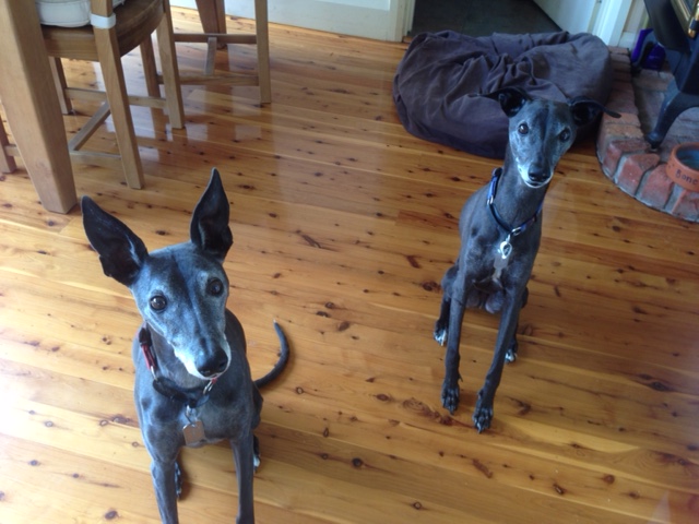 Perfect whippets